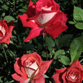 LOVE Grandiflora Rose – 3 Gallon Ruby Red & White Fragrant Rose Bush | Two-Year-Old Field Grown Plant