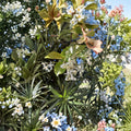 Snow N Summer™ Asian Jasmine 2 Pack | Variegated Evergreen Groundcover Vine | 2 Quart Live Plants