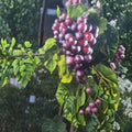 Black Cowart Muscadine Grape Vine – Vitis rotundifolia Live Plant | 3 Gallon | Self-Fertile Fruit Vine
