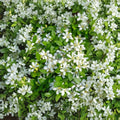 Orange Jasmine Live Tree – Murraya paniculata | 2–3 Ft Air Layered Plant | Fragrant White Blooms