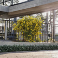 Carolina Jessamine Plant – Gelsemium sempervirens Live Starter | Yellow Jasmine Vine