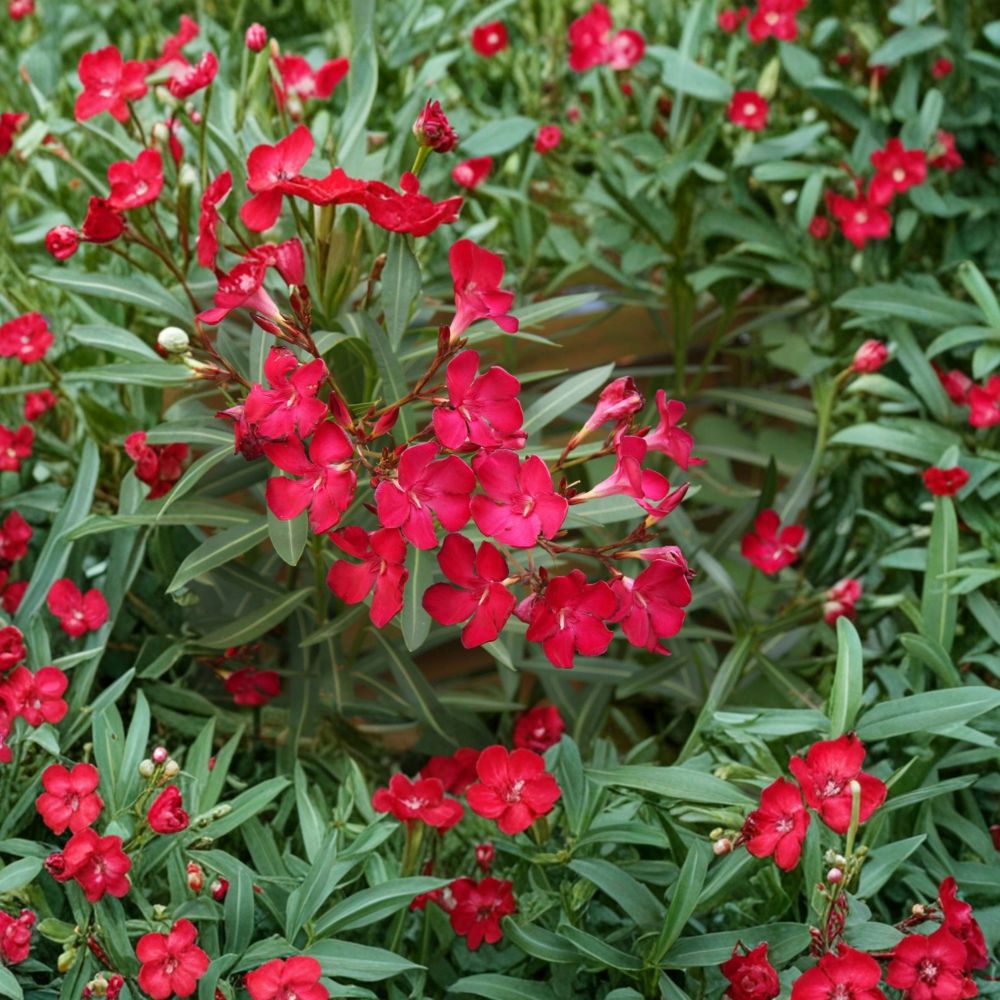 Red Oleander Nerium oleander Live Plant 3 Gallon Red Flowering Shrub Sun Loving