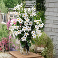 White Mandevilla Plants – Dipladenia Vine | 2 Live Tropical Climbing Flower Plants