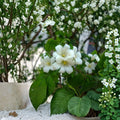 Murraya Paniculata Seeds – 10 Pack | Orange Jasmine | Fragrant White Flowers | Tropical Shrub