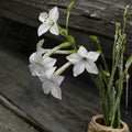 Nicotiana Alata Seeds – 200+ Jasmine Tobacco | Night Scented Fragrant Garden Plant