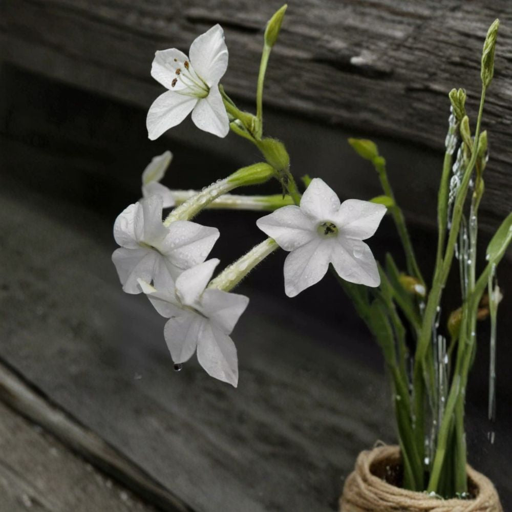 Nicotiana Alata Seeds – 200+ Jasmine Tobacco | Night Scented Fragrant Garden Plant