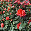 Ring of Fire Hybrid Tea Rose – 3 Gallon Live Rosa Hybrid Tea Plant