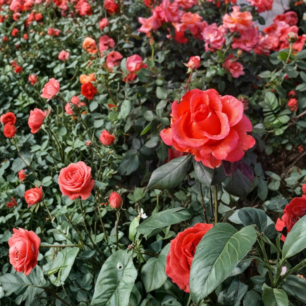 Ring of Fire Hybrid Tea Rose – 3 Gallon Live Rosa Hybrid Tea Plant