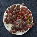 Red Globe Grape Vine – Vitis vinifera Live Plant | 2 Gallon Size | Self-Fertile Fruit Vine
