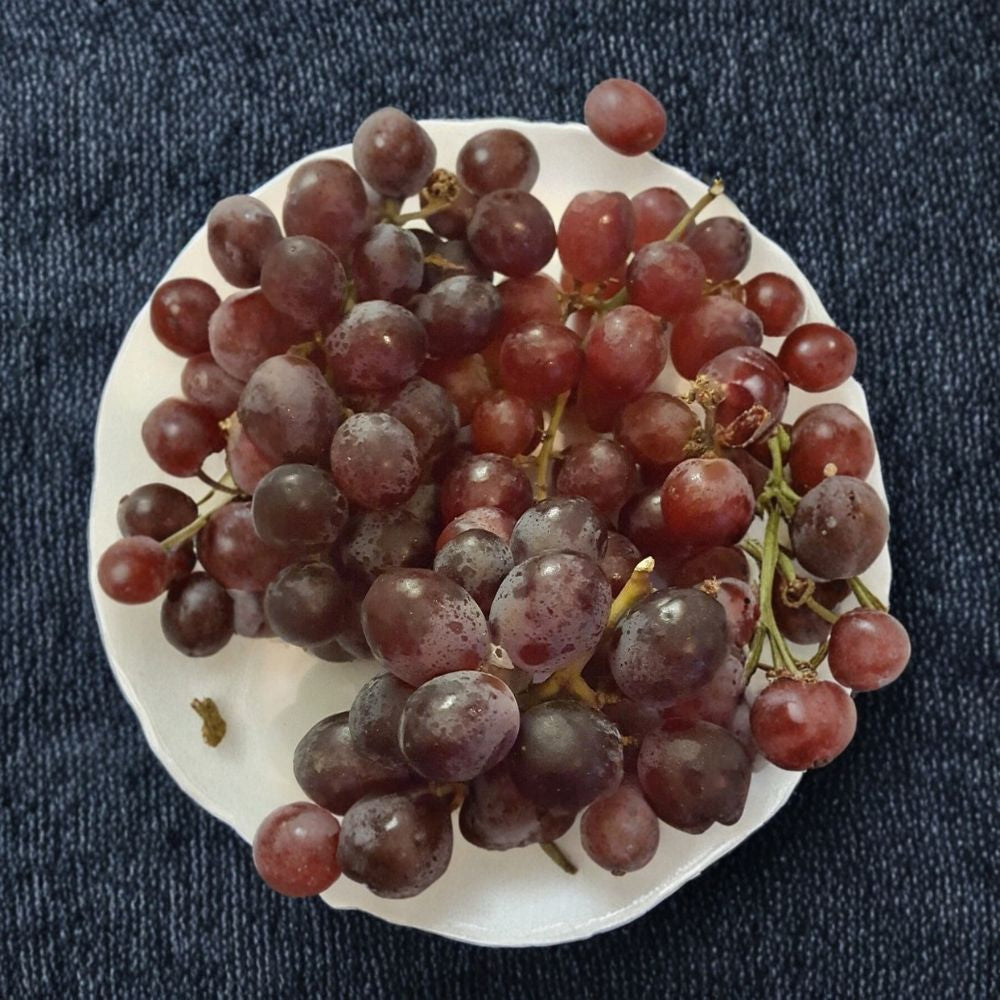 Red Globe Grape Vine – Vitis vinifera Live Plant | 2 Gallon Size | Self-Fertile Fruit Vine