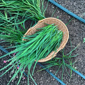 Garlic Chives Plants – Allium tuberosum Bare Root | 40 Count Chinese Chives | Edible Perennial Herb