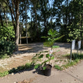 Texas Everbearing Fig Tree - Ficus carica Live Fruit Tree | 1 Gallon Size | Sweet Juicy Figs