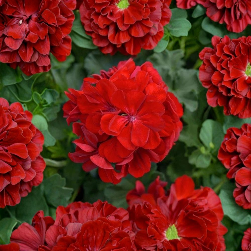 Red Geranium Cuttings – 5 Unrooted Live Plants | 8–10 Inches | Easy Propagation for Patio & Garden