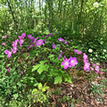Wild Geranium Root Divisions – 5 Hardy Perennial Plants with Purple Blooms | Shade & Sun Tolerant
