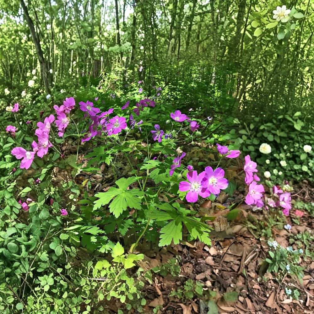 Wild Geranium Root Divisions – 5 Hardy Perennial Plants with Purple Blooms | Shade & Sun Tolerant
