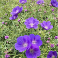 Orion Geranium Seeds – 25+ Premium Pelargonium Flower Seeds for Garden & Patio