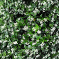 Confederate Jasmine Cuttings 55 Pack – Trachelospermum jasminoides Unrooted Vines for Propagation