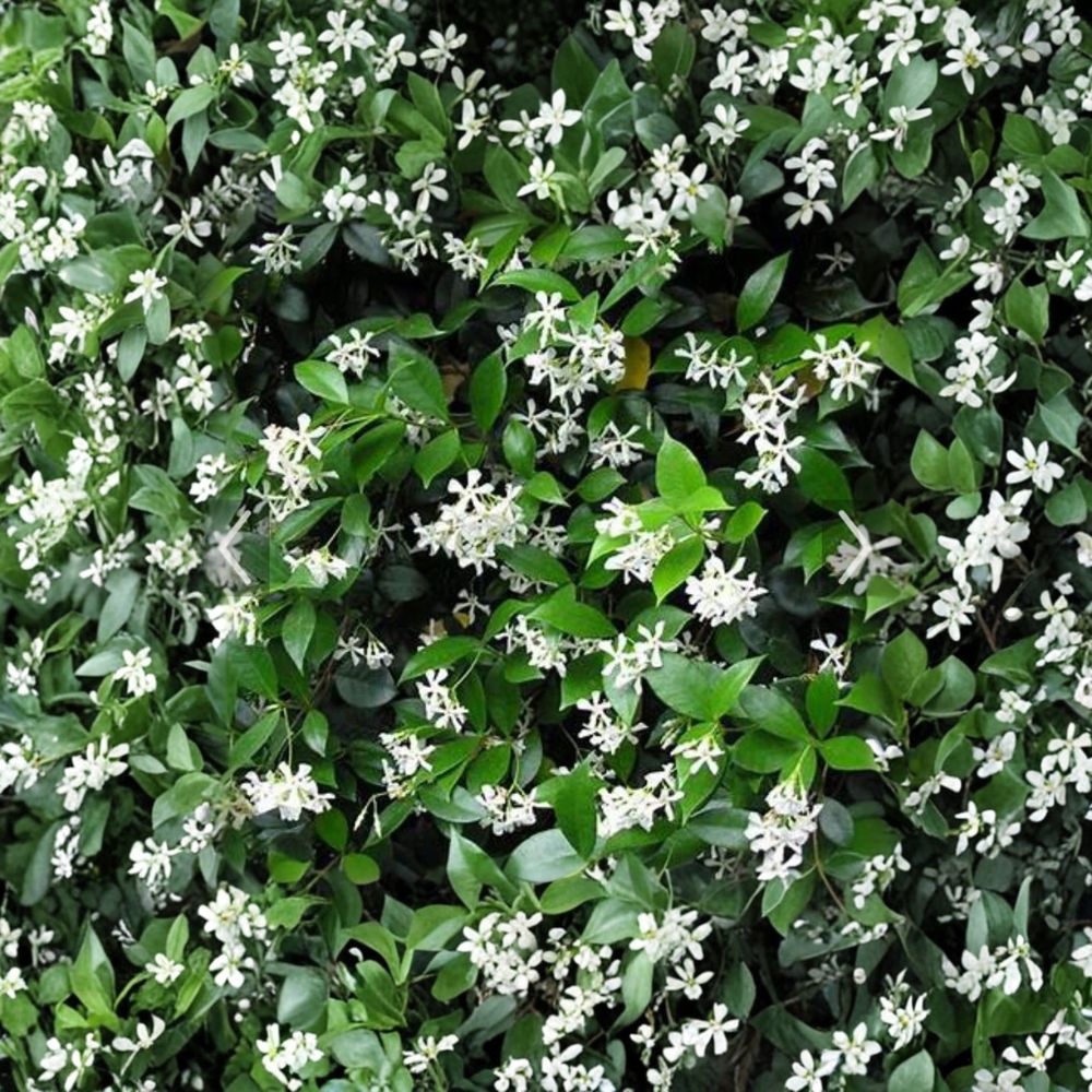 Confederate Jasmine Cuttings 55 Pack – Trachelospermum jasminoides Unrooted Vines for Propagation