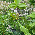Bigleaf Magnolia Tree (Magnolia macrophylla) Live Plant | 12–30 Inch Starter | Ornamental Outdoor Garden