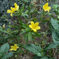 Yellow Jasmine Seeds 25 Count | Gelsemium sempervirens | Carolina Jessamine Vine | Winter Blooming Native Climber