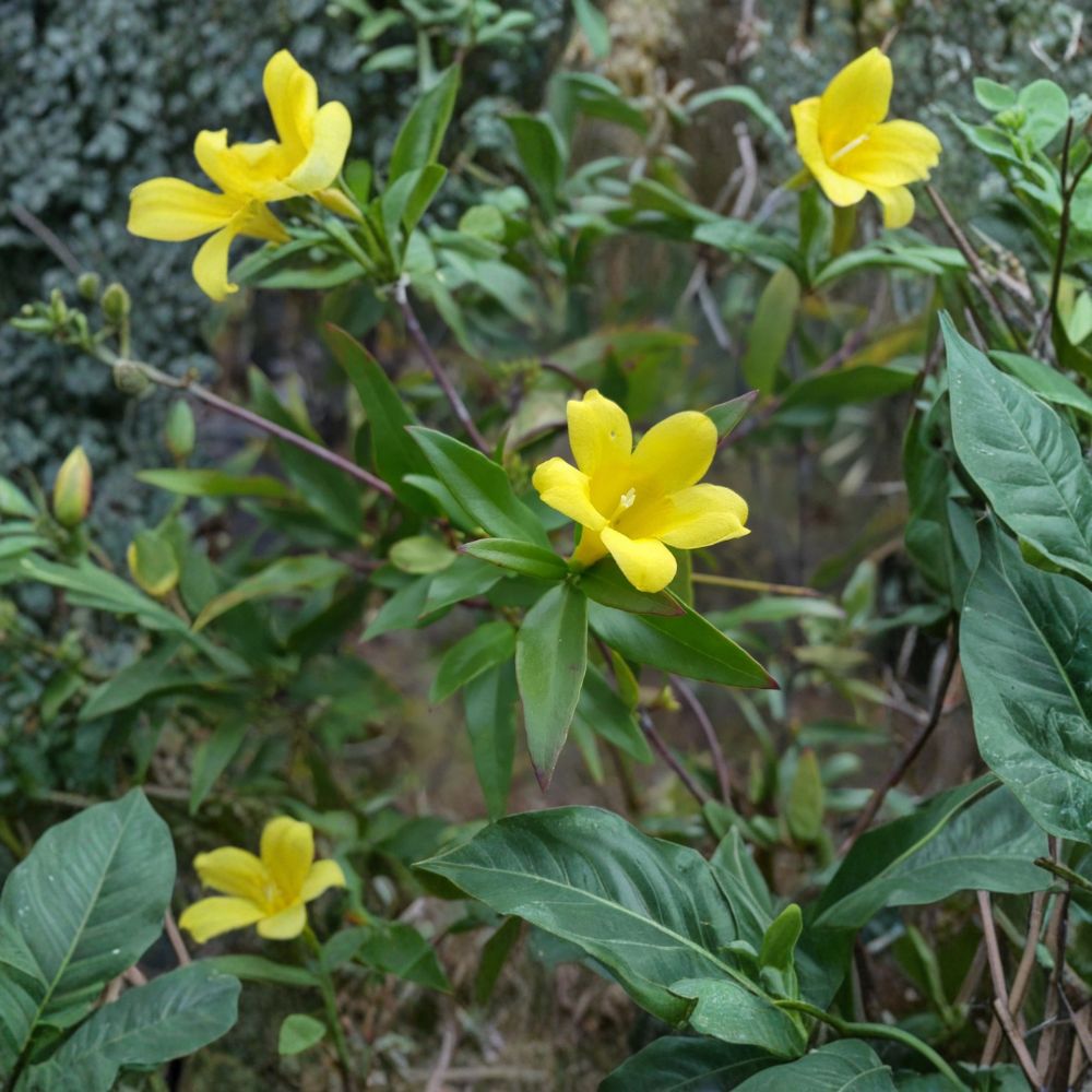 Yellow Jasmine Seeds 25 Count | Gelsemium sempervirens | Carolina Jessamine Vine | Winter Blooming Native Climber
