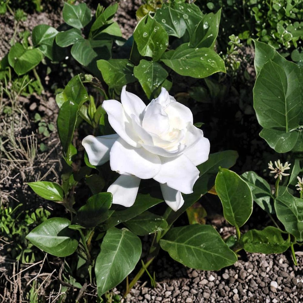 Gardenia Live Plants - 2 Heirloom Cape Jasmine Bushes with Fragrant White Flowers