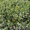 Star Jasmine Cuttings 10 Pack | Trachelospermum jasminoides | Fragrant Climbing Vine for Propagation