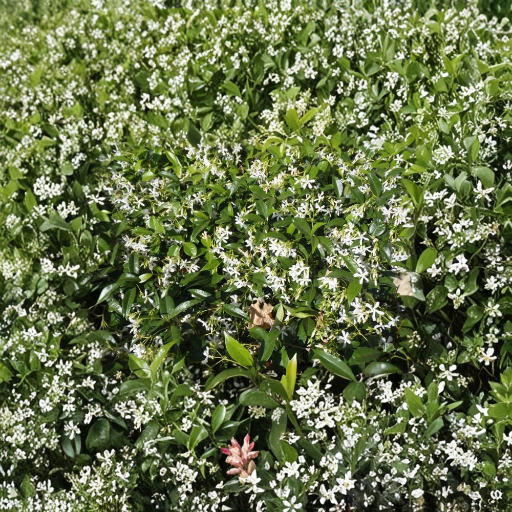 Star Jasmine Cuttings 10 Pack | Trachelospermum jasminoides | Fragrant Climbing Vine for Propagation