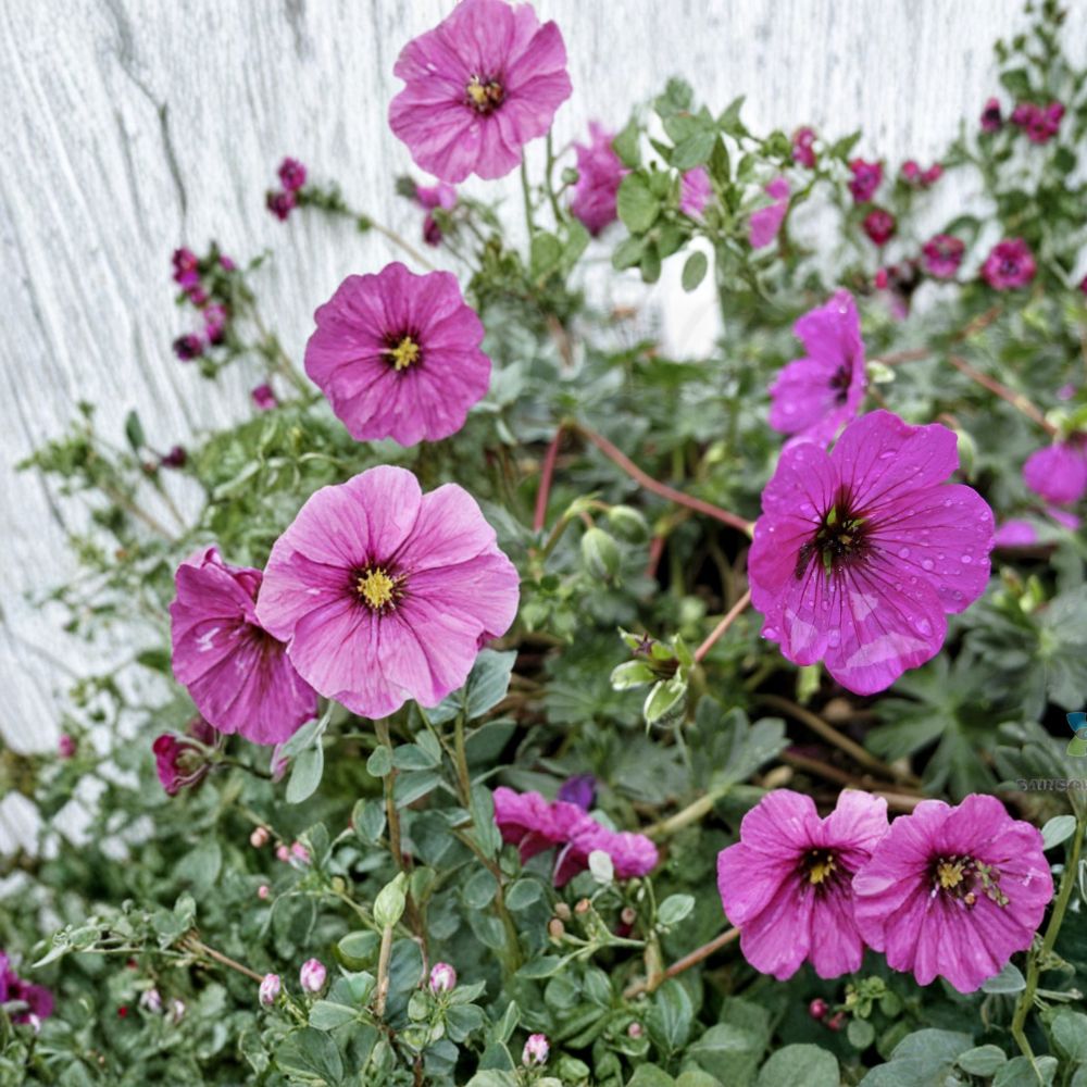 Subcaulescens Geranium Seeds – 25+ Hardy Perennial Flower Seeds for Vibrant Garden Blooms