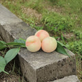 Fenghua Yulu Honey Peach Tree – Prunus persica Live Plant | Sweet Juicy Chinese Peach