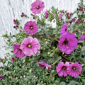 Subcaulescens Geranium Seeds – 25+ Hardy Perennial Flower Seeds for Vibrant Garden Blooms