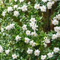 Gardenia Frostproof Jasmine Plant – Gardenia jasminoides | 4–8 Inch Live Plant | Fragrant White Blooms | Cold Hardy Shrub