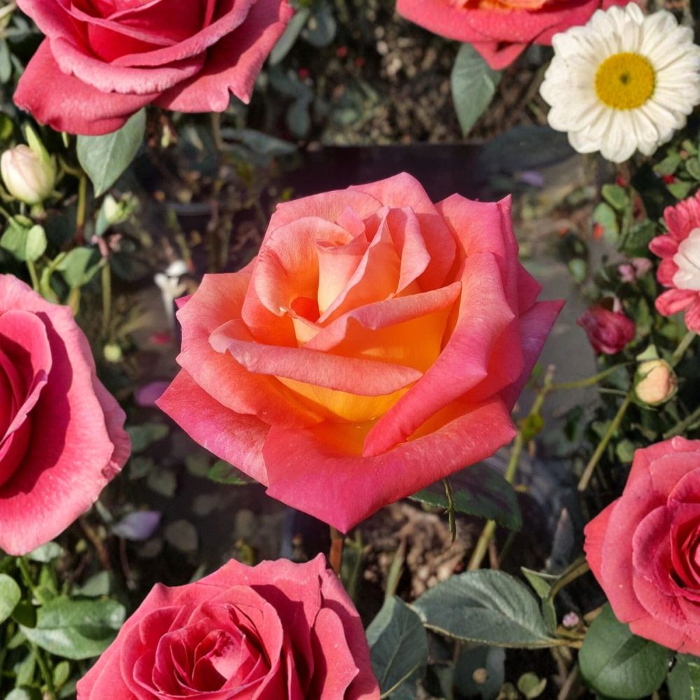 Mikado Hybrid Tea Rose – Live 2 Gallon Rose Bush with Scarlet & Yellow Blooms