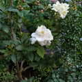 Gardenia Jasminoides Seeds – 200+ Pack | Cape Jasmine Evergreen Shrub Seeds