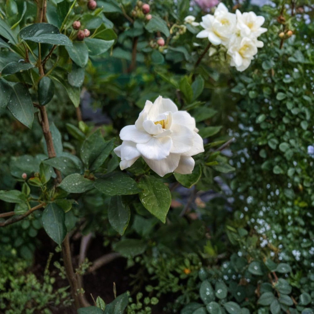 Gardenia Jasminoides Seeds – 200+ Pack | Cape Jasmine Evergreen Shrub Seeds