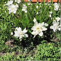 Frost Proof Gardenia Live Plant 1QT | Cold Hardy Fragrant Evergreen Shrub