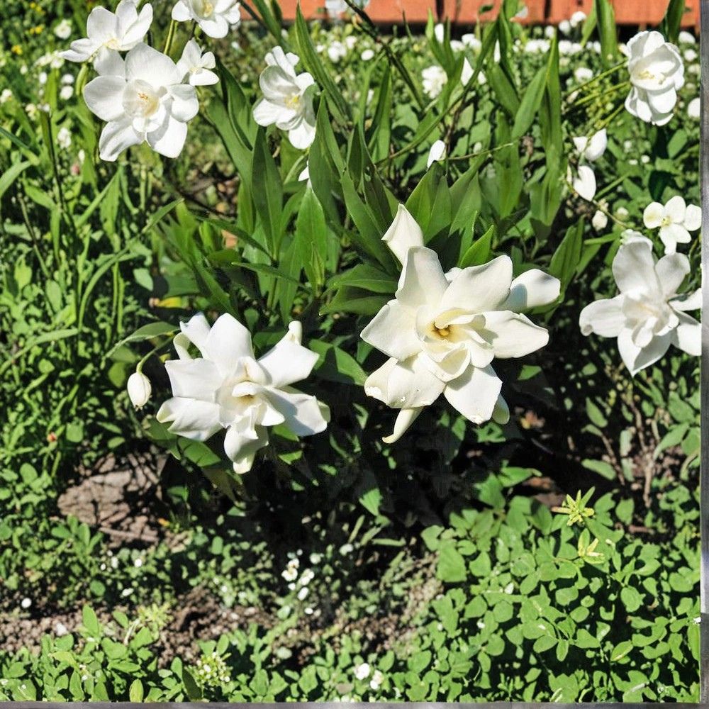 Frost Proof Gardenia Live Plant 1QT | Cold Hardy Fragrant Evergreen Shrub