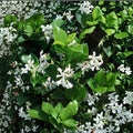 Confederate Star Jasmine Vine 1QT | Trachelospermum jasminoides | Fragrant Evergreen Climbing Vine