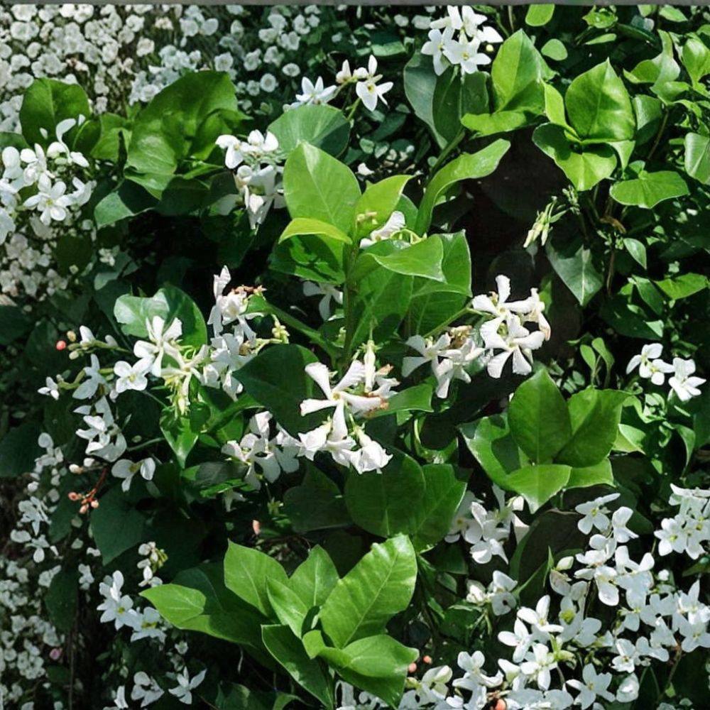 Confederate Star Jasmine Vine 1QT | Trachelospermum jasminoides | Fragrant Evergreen Climbing Vine