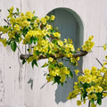 Carolina Jasmine Seeds – Gelsemium sempervirens | 10 Seeds | Fragrant Yellow Evergreen Climbing Vine