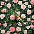 Apricot Drift Rose - Rosa Live Groundcover Rose 3 Gallon | Disease Resistant, Easy Care