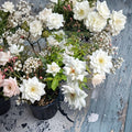Iceberg Floribunda Rose – Live White Rose Bush Plant | 1 Gallon Size