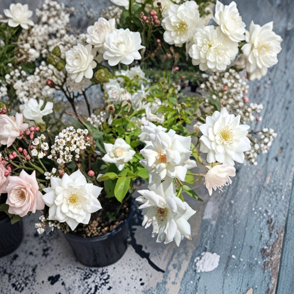 Iceberg Floribunda Rose – Live White Rose Bush Plant | 1 Gallon Size