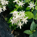 Belle of India Jasmine – Jasminum sambac Double Live Plant | Fragrant Arabian Jasmine in Pot