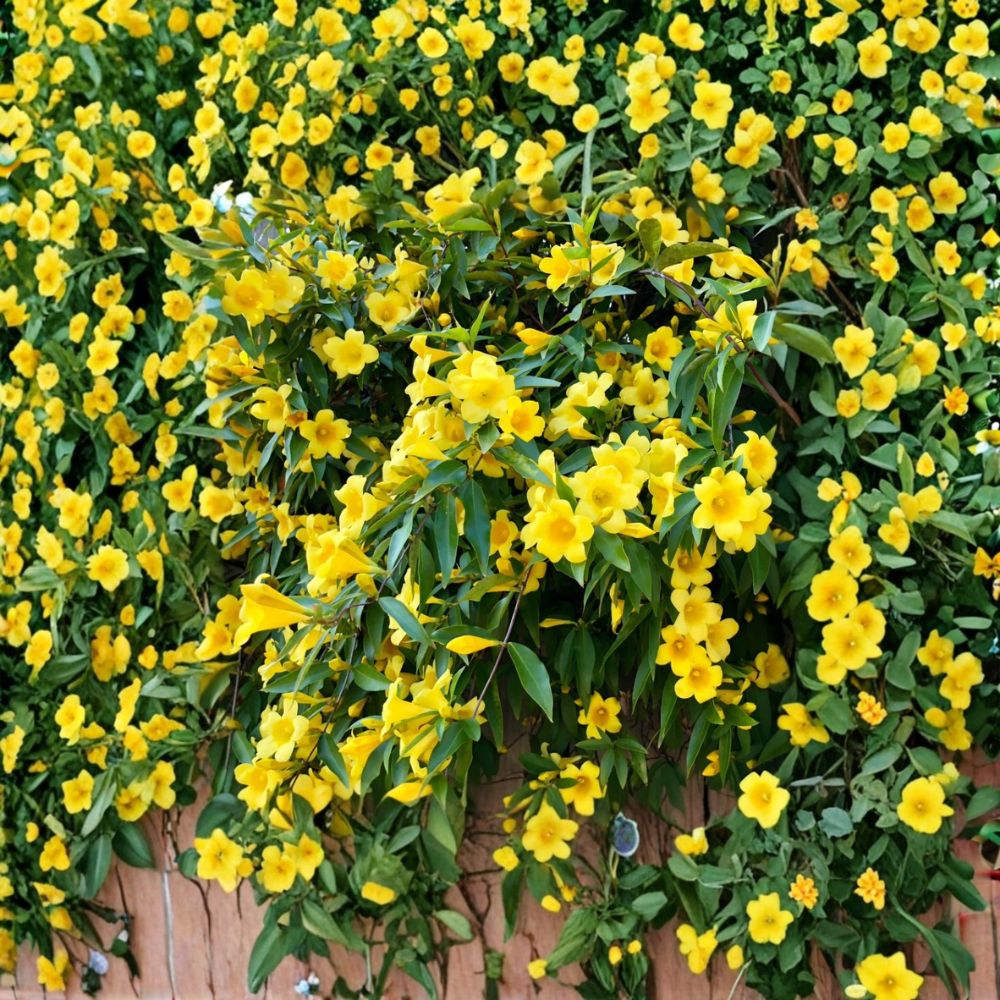 Carolina Jasmine Live Plant – Gelsemium sempervirens | 4–6 Inch Starter Vine | Fragrant Yellow Flower