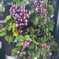 Black Jumbo Muscadine Grape Vine – Vitis rotundifolia | 3 Gallon Live Female Fruiting Plant