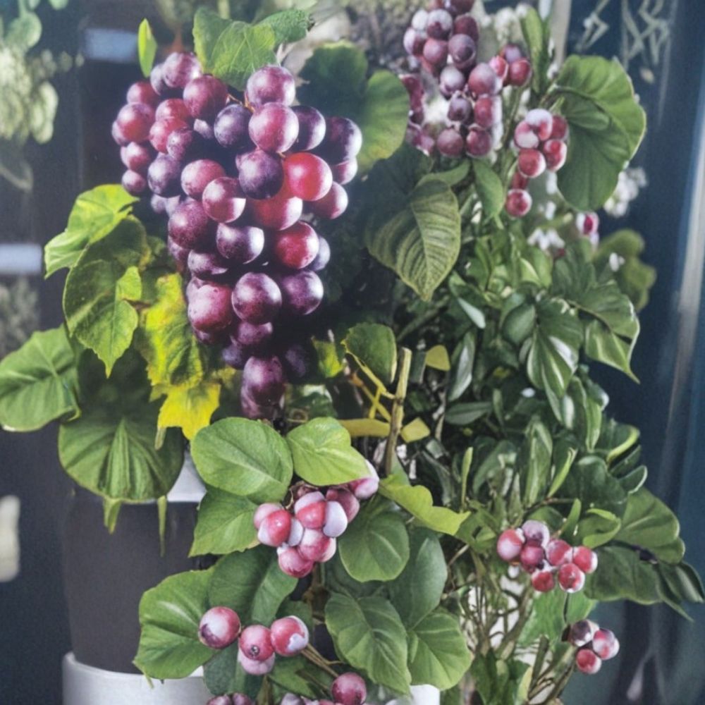 Black Jumbo Muscadine Grape Vine – Vitis rotundifolia | 3 Gallon Live Female Fruiting Plant