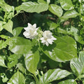 Jasmine Sambac Live Plant – 10” Tall in 3.5” Pot | Fragrant White Flowering Arabian Jasmine Indoor & Patio Plant