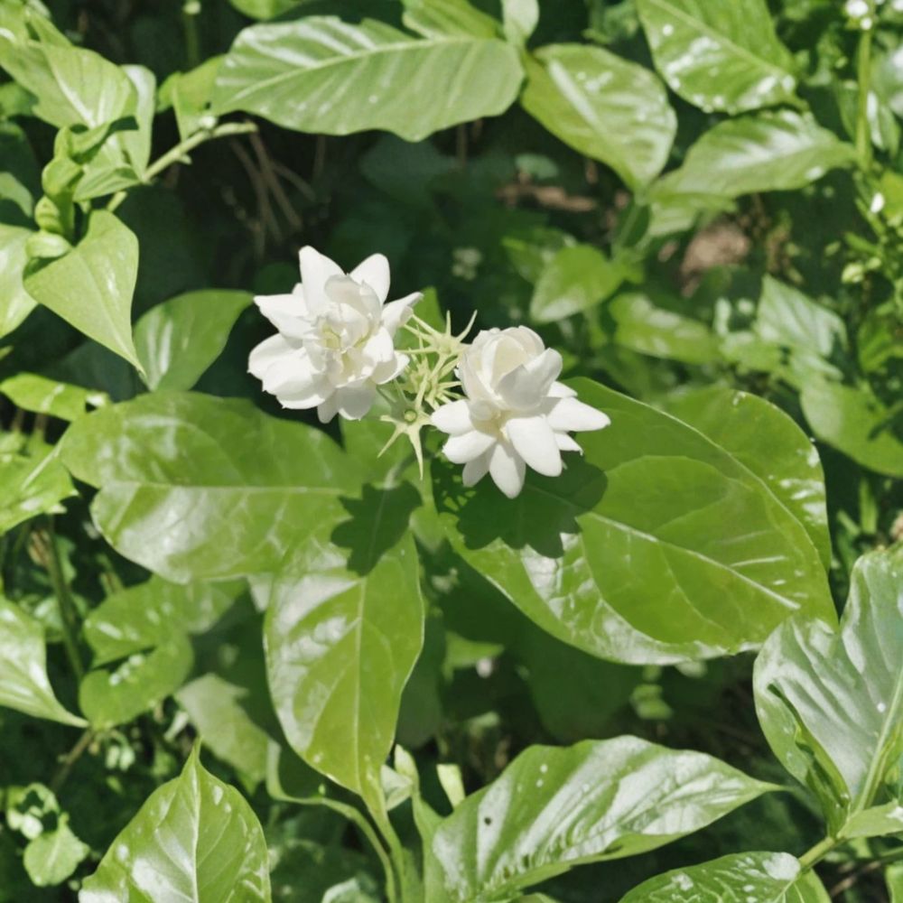 Jasmine Sambac Live Plant – 10” Tall in 3.5” Pot | Fragrant White Flowering Arabian Jasmine Indoor & Patio Plant