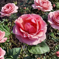 Princesse de Monaco Grandiflora Rose – Live 3 Gallon Pink Bi-Color Rose Bush Plant
